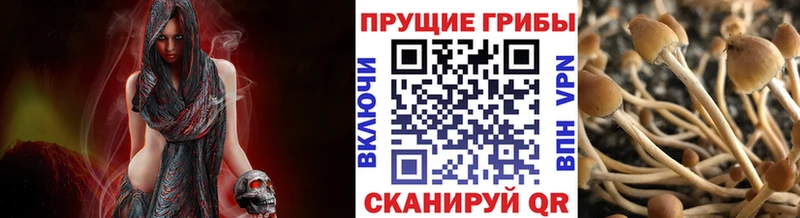 Галлюциногенные грибы Psilocybine cubensis  blacksprut ССЫЛКА  Саров 